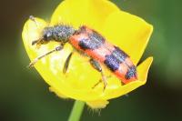 Trichodes alvearius