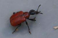 Apoderus coryli