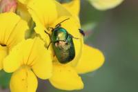 Cryptocephalus