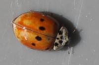 Adalia decempunctata