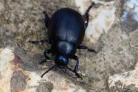 Timarcha goettingensis