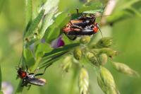 Cantharis fusca