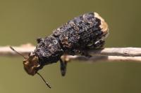 Platyrhinus resinosus