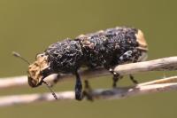 Platyrhinus resinosus