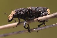 Platyrhinus resinosus