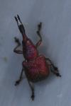Rhynchites auratus