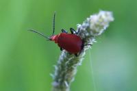 Pyrochroa serraticornis