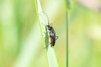 Rutpela nigra