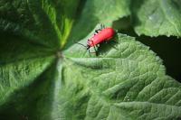 Pyrochroa coccinea