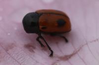 Cryptocephalus bipunctatus
