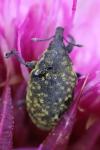 Larinus turbinatus