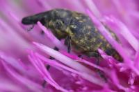 Larinus turbinatus