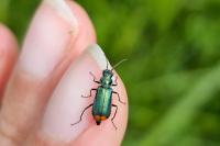 Malachius bipustulatus