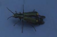 Clanoptilus elegans
