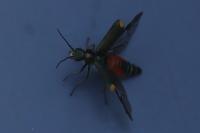 Clanoptilus elegans