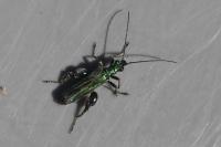 Oedemera nobilis
