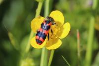 Trichodes alvearius
