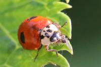 Harmonia axyridis