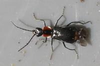 Axinotarsus pulicarius