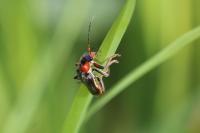 Cantharis fusca