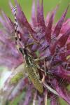Agapanthia dahli