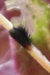 Agapanthia dahli