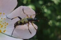 Rutpela maculata