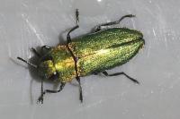 Anthaxia nitidula