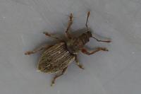 Polydrusus marginatus