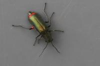 Malachius bipustulatus