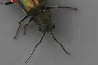 Malachius bipustulatus