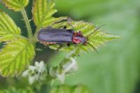 Cantharis rustica
