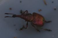 Rhynchites auratus