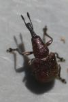 Rhynchites auratus