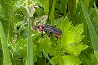 Cantharis fusca