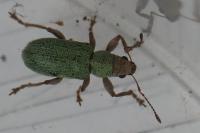 Pachyrhinus lethierryi