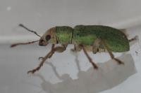 Pachyrhinus lethierryi