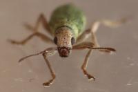 Pachyrhinus lethierryi