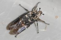 Valgus hemipterus
