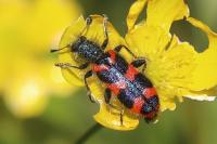 Trichodes alvearius