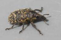 Larinus turbinatus
