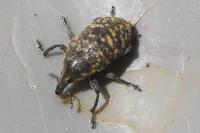 Larinus turbinatus