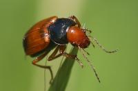 Diachromus germanus