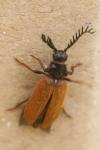 Drilus flavescens