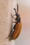 Drilus flavescens
