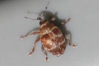 Coeliodes
