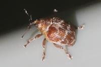 Coeliodes