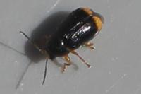 Cryptocephalus chrysopus