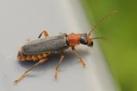 Cantharis lateralis