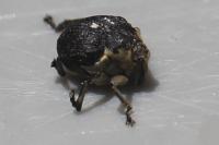 Mononychus punctumalbum